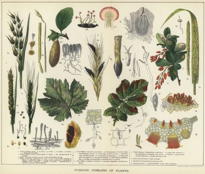 Maladies fongiques des plantes - English School