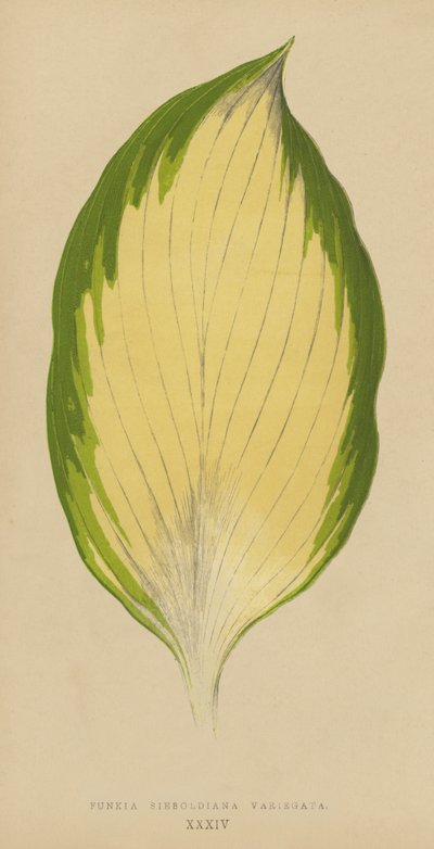 Funkia Sieboldiana Variegata - English School