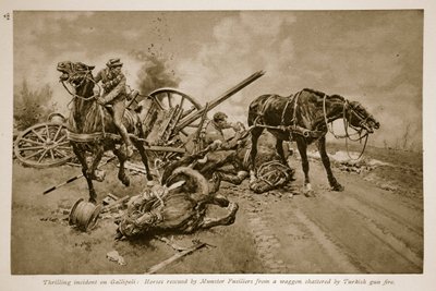Gallipoli : Chevaux sauvés par les fusiliers de Munster d