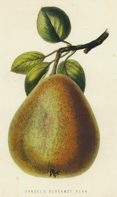 Poire Bergamote de Gansel - English School
