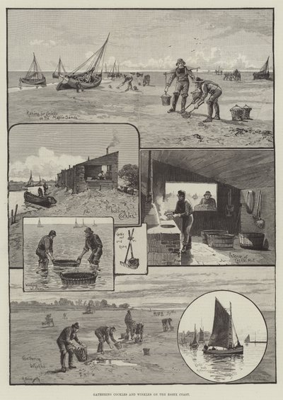 Récolte de coques et de bigorneaux sur la côte d