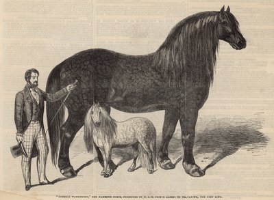 Général Washington, le cheval mammouth - English School