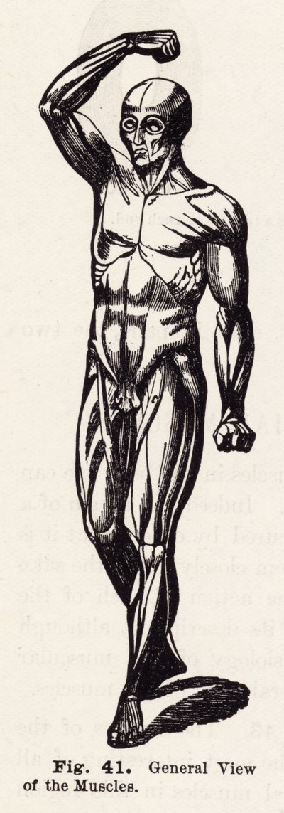 Vue générale des muscles - English School