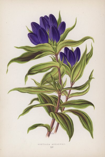 Gentiana Andrewsii - English School