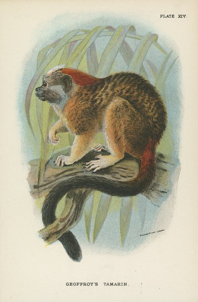 Le Tamarin de Geoffroy - English School