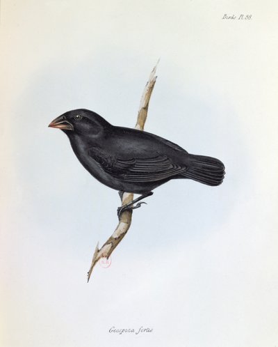 Geospiza Fortis, illustration de La Zoologie du Voyage du H.M.S. Beagle, 1832-36, par Charles Darwin (1809-92), 1840 - English School
