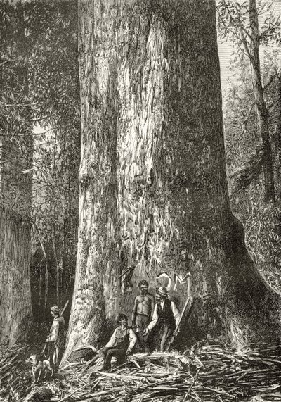 Géant Eucalyptus, c.1880, de 