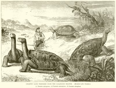 Gigantesques tortues terrestres des îles Galápagos - English School