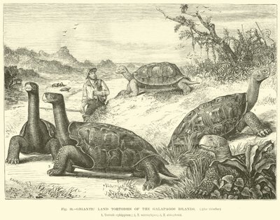 Tortues terrestres géantes des îles Galápagos - English School