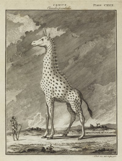 Girafe (Cervus camelopardalis) - English School