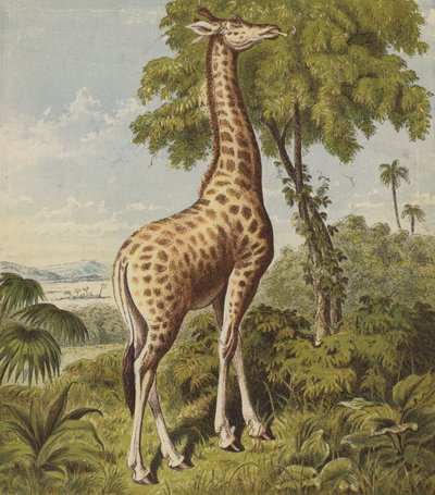 Girafe - English School