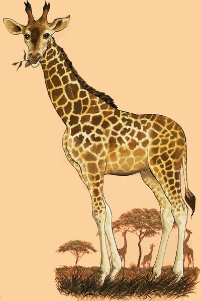 Girafe - English School