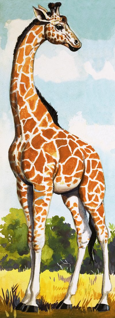 Girafe - English School