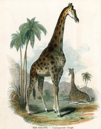 Girafe - English School