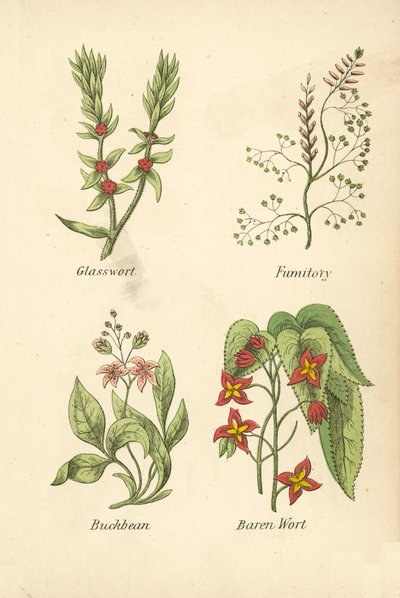 Salicorne, Fumeterre, Trèfle d