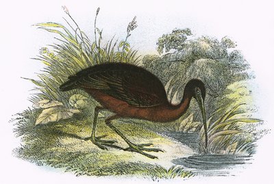 Ibis brillant - English School