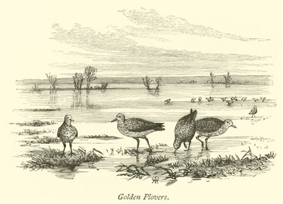 Pluviers dorés - English School