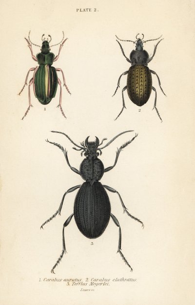 Coléoptère terrestre doré, Carabus auratus, coléoptère terrestre, Carabus clathratus, et grand coléoptère terrestre noir, Tefflus megerlei - English School
