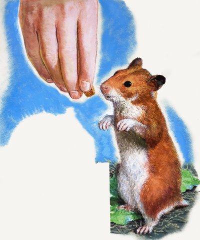 Hamster doré - English School