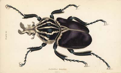 Scarabée goliath, Goliathus goliatus (Goliathus magnus) - English School