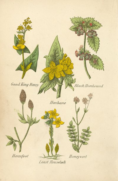Bon roi Henri, Jusquiame, Ballote noire, Pied de lièvre, Joubarbe des toits, Miel de fleurs - English School