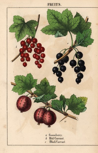 Groseille, groseille rouge et groseille noire, de 