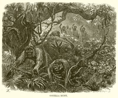 Chasse au gorille - English School
