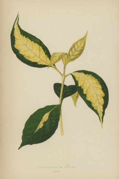 Graptophyllum Pictum - English School