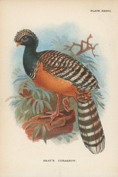 Hocco de Gray - English School