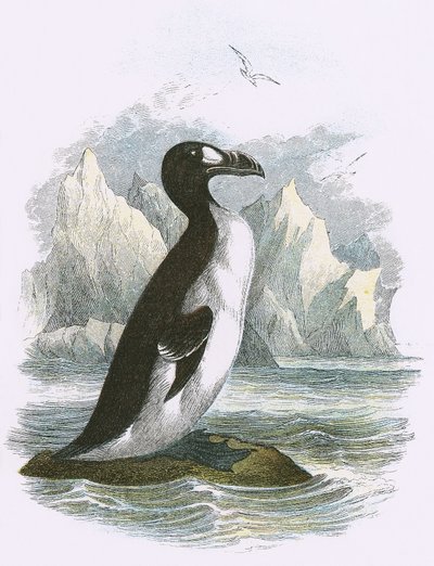 Grand Pingouin - English School
