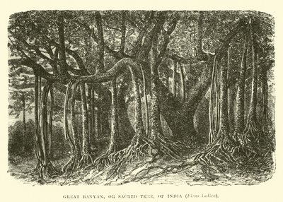 Grand banyan, ou arbre sacré, de l