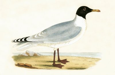 Grande Mouette à Tête Noire, illustration de 