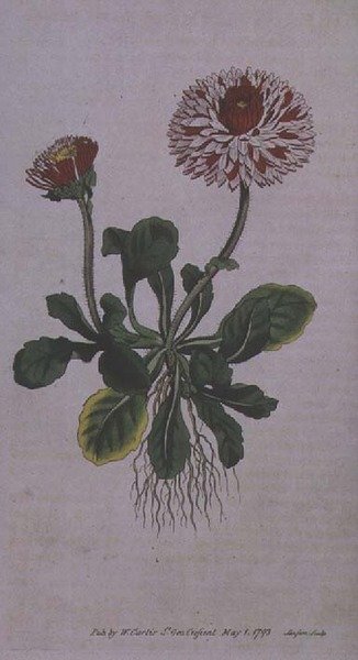 Grande marguerite double (Bellis perennis var. major flore pleno), planche 228 du 