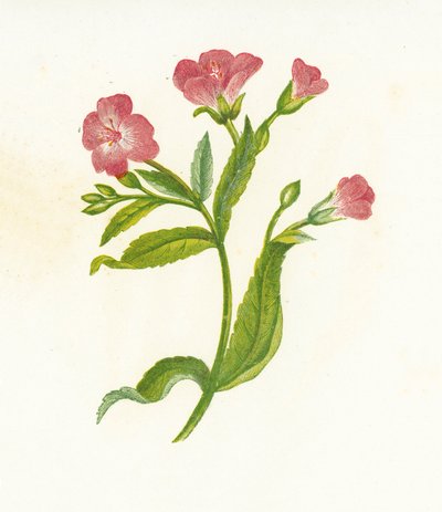 Épilobe hirsute, Epilobium Hirsutum - English School