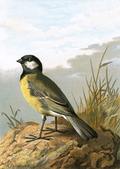 Mésange charbonnière - English School
