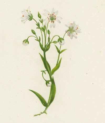Stellaire Holostée, Stellaria Holostea - English School