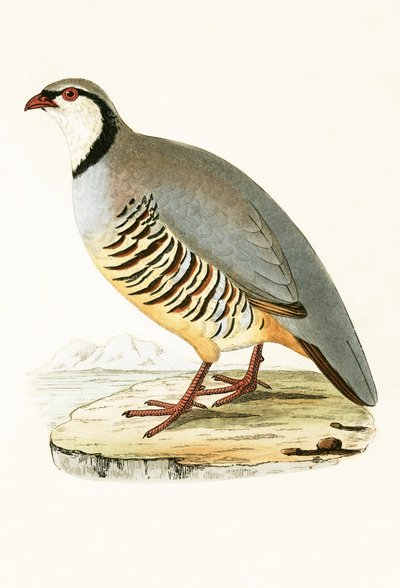 Perdrix grecque, illustration de 