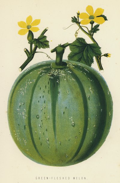 Melon à chair verte - English School