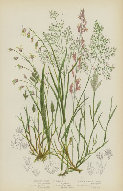 Herbe à cheveux grise, Herbe à cheveux argentée, Herbe à cheveux précoce, Molinea pourpre, Mélisse des montagnes, Mélisse des bois - English School