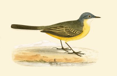 Bergeronnette à tête grise, illustration de 