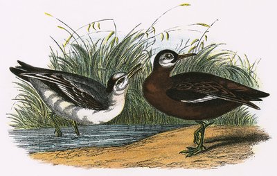 Phalarope Gris - English School