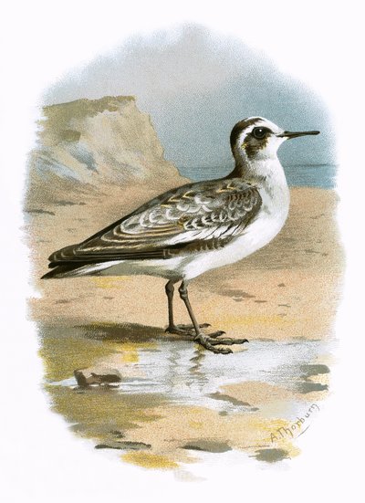 Phalarope gris - English School