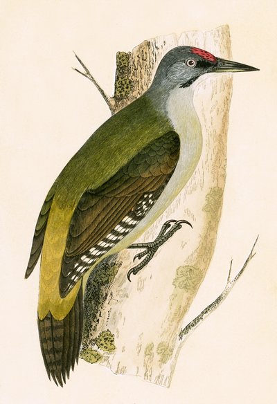 Pic gris, illustration de 