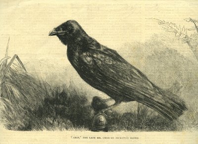 Grip, le corbeau de compagnie de Charles Dickens (lithographie) - English School