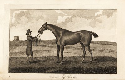 Palefrenier avec le cheval de course pur-sang Waxey par Pot80 - English School