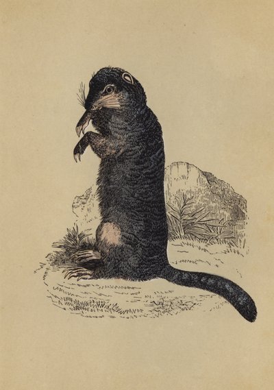 Écureuil terrestre (lithographie en couleur) - English School