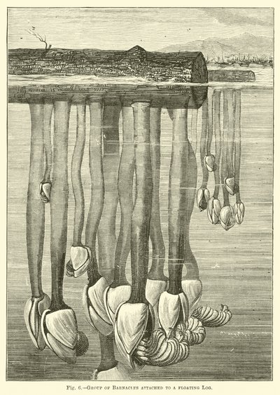 Groupe de balanes attachées à une bûche flottante - English School