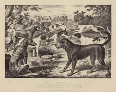 Groupe de Chiens de Chasse - English School