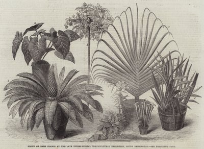 Groupe de plantes rares à la dernière exposition horticole internationale, South Kensington (gravure) - English School
