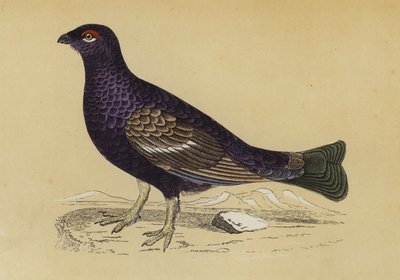 Grouse - English School
